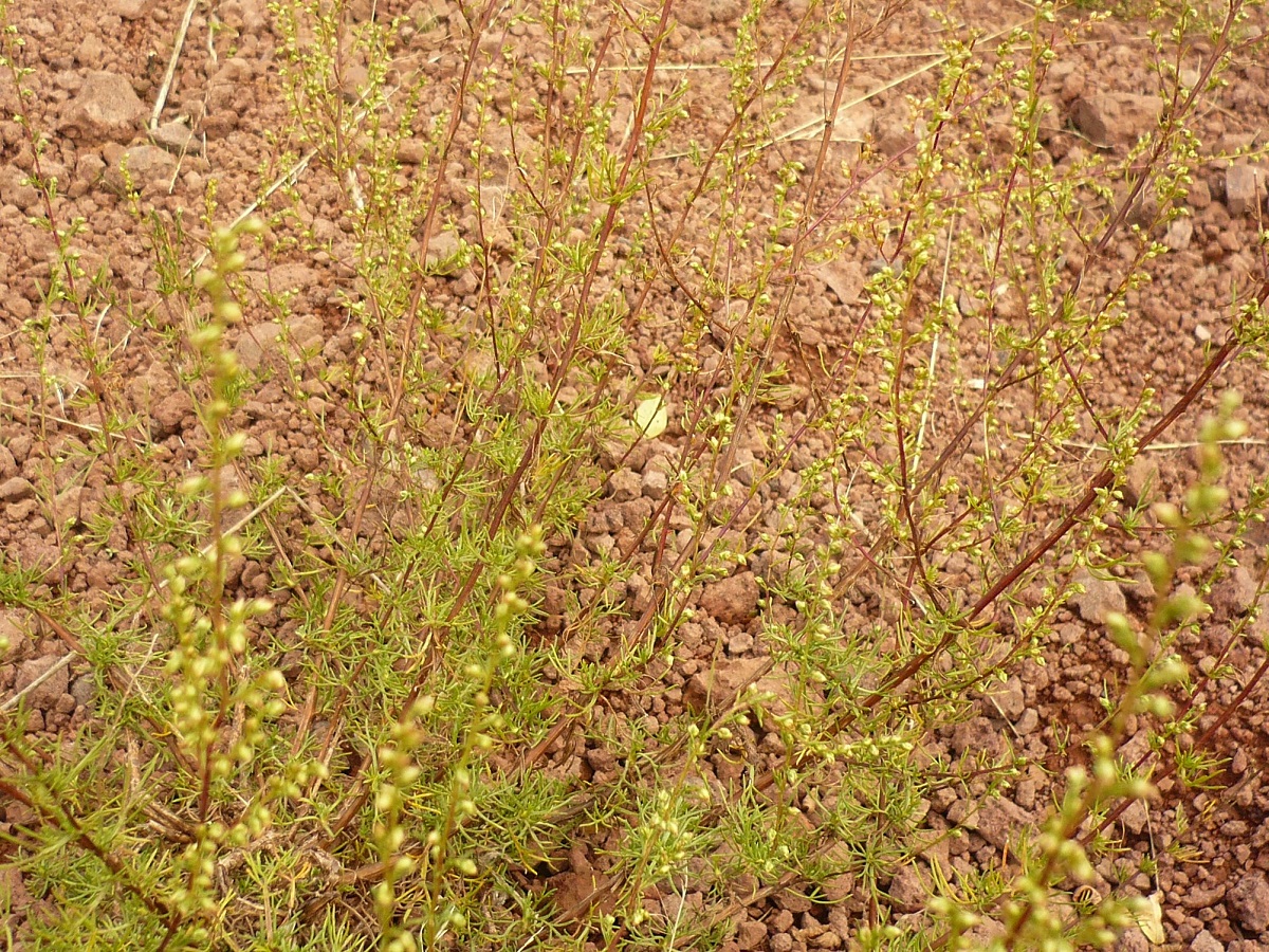 Artemisia campestris subsp. campestris (Asteraceae)